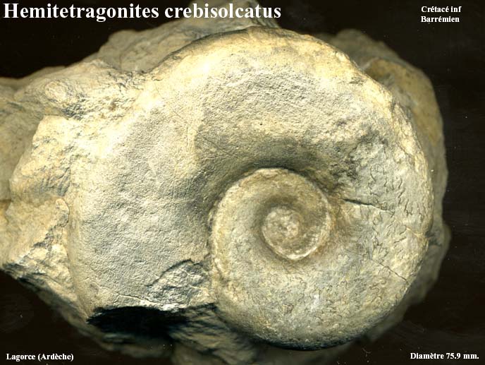 Hemitetragonites_crebisolcatus